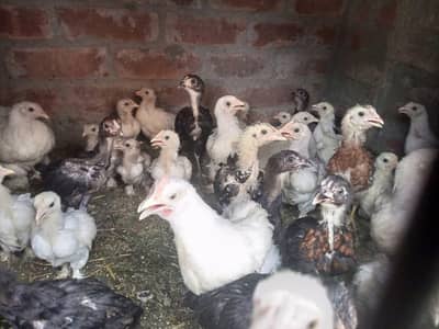 Pure mianwali and Buff chicks available