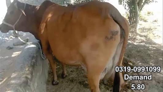Cow For Sale Jahangira