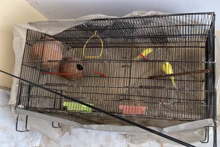 Cage for sale