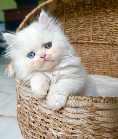 persian cat for sale Laiba WatsapppNumber0318-8125-506