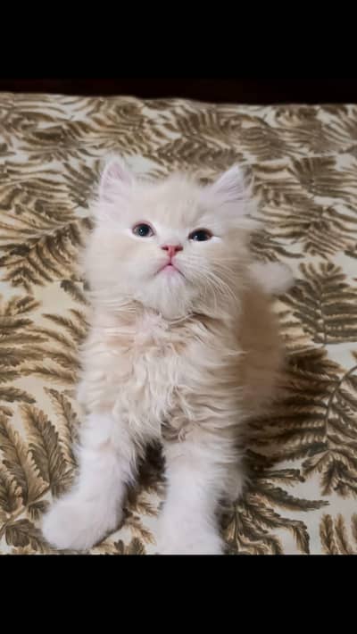 Super Active and Playful [Persian] Kitten for Sale 