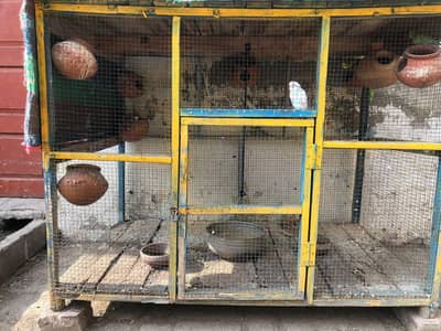 Budgies For Sale