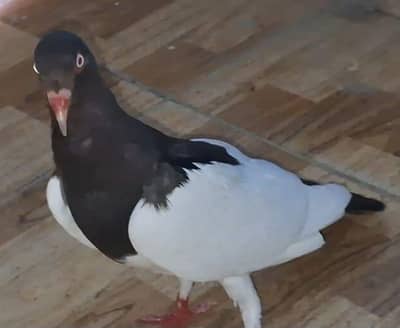 Danish Megpai Breeder female, Black king young female for sale