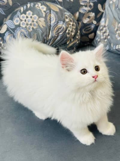 persian cat for sale Laiba WatsapppNumber0318-8125-506