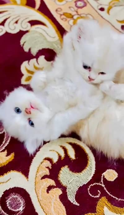 Female persian kitten fully vaccinated of age 2 months tripple coat