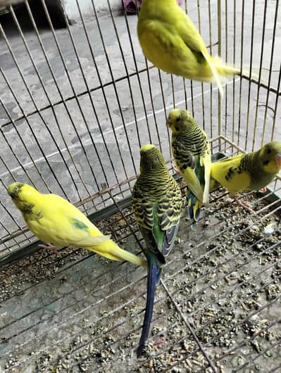 Australian parrot 5 peace 2 female 3 male for sale