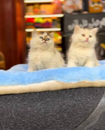 Persian Kittens |Blue Eyes|3 coted |Cat Baby OƷ48029O146 ωtsap