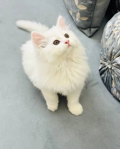 Quality Persian Punchface cat & kitten. moreWhatsApp 03265641968