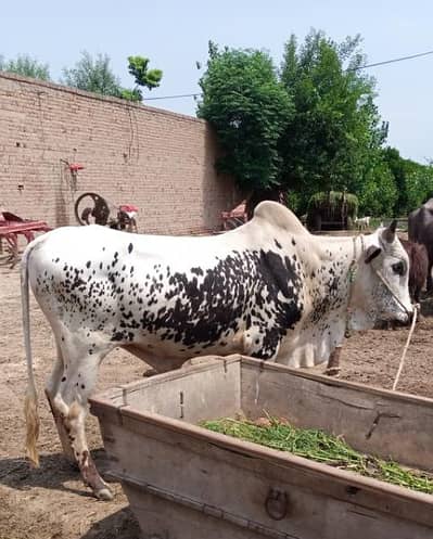 Dhani Chakwal Leti| Best for Rehra| Desi Bull| Wehra