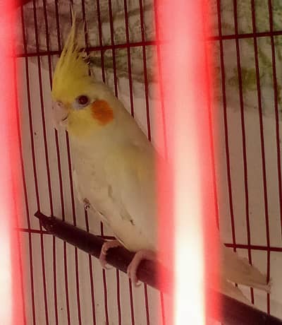 cocktail comenwithe female