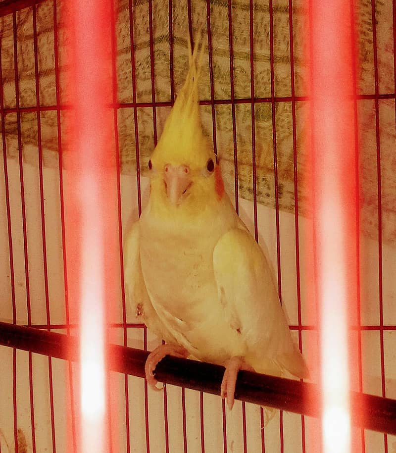 cocktail comenwithe female 1