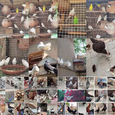 available all breeds faetail health active  persant