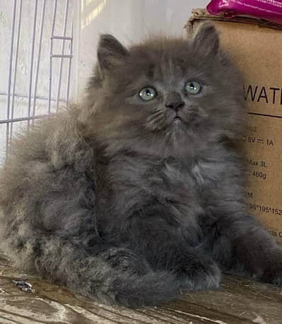 Quality Persian Punchface cat & kitten. moreWhatsApp 03265641968
