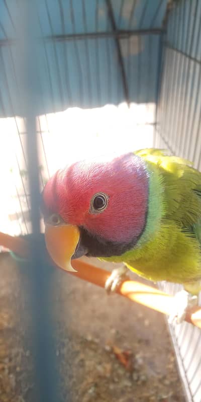 Plum Headed Parakeet (Adult Male)