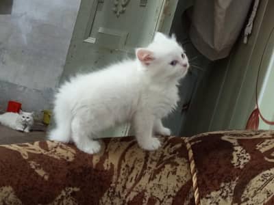 3 kittens white colour and blue eyes triple coated 12000 per piece