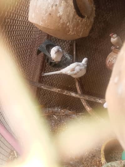 Red pied dove