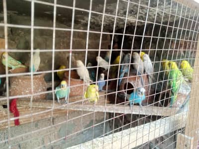 Australian parrot