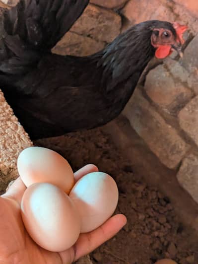 Desi eggs (03444608899)