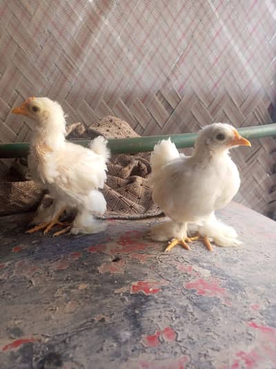 white bantam chicks for sale