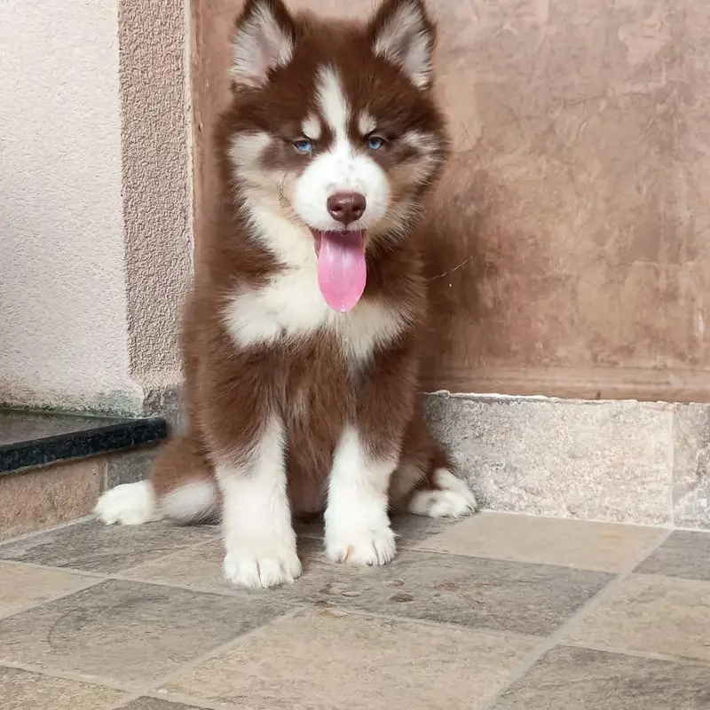 Siberian husky puppies for sale 03244911352