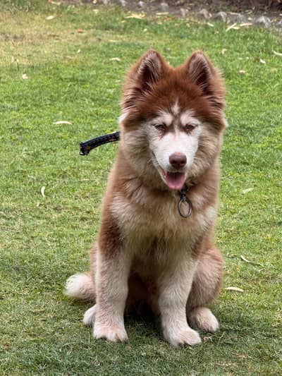 Heavy Bone Male Husky Puppy | Vaccinated | Pedigree World