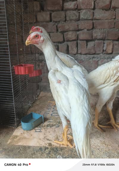 Garman shamo high quality breed