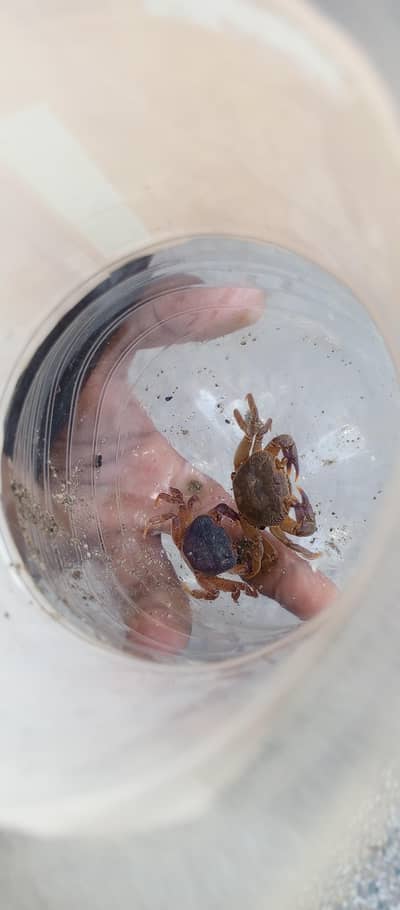 blue crab