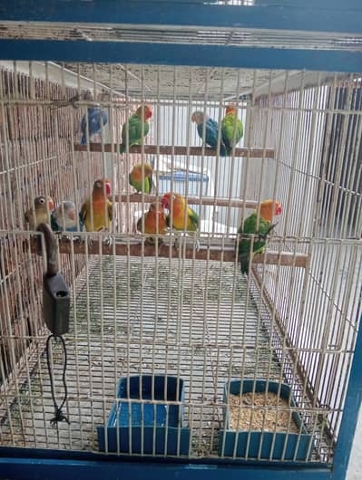 cage & birds 11 pice urgent sali
