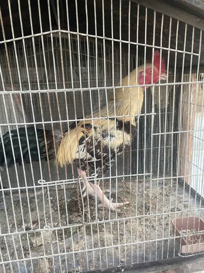 Selling All Hens Urgent