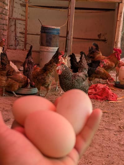 Desi eggs (03444608899)