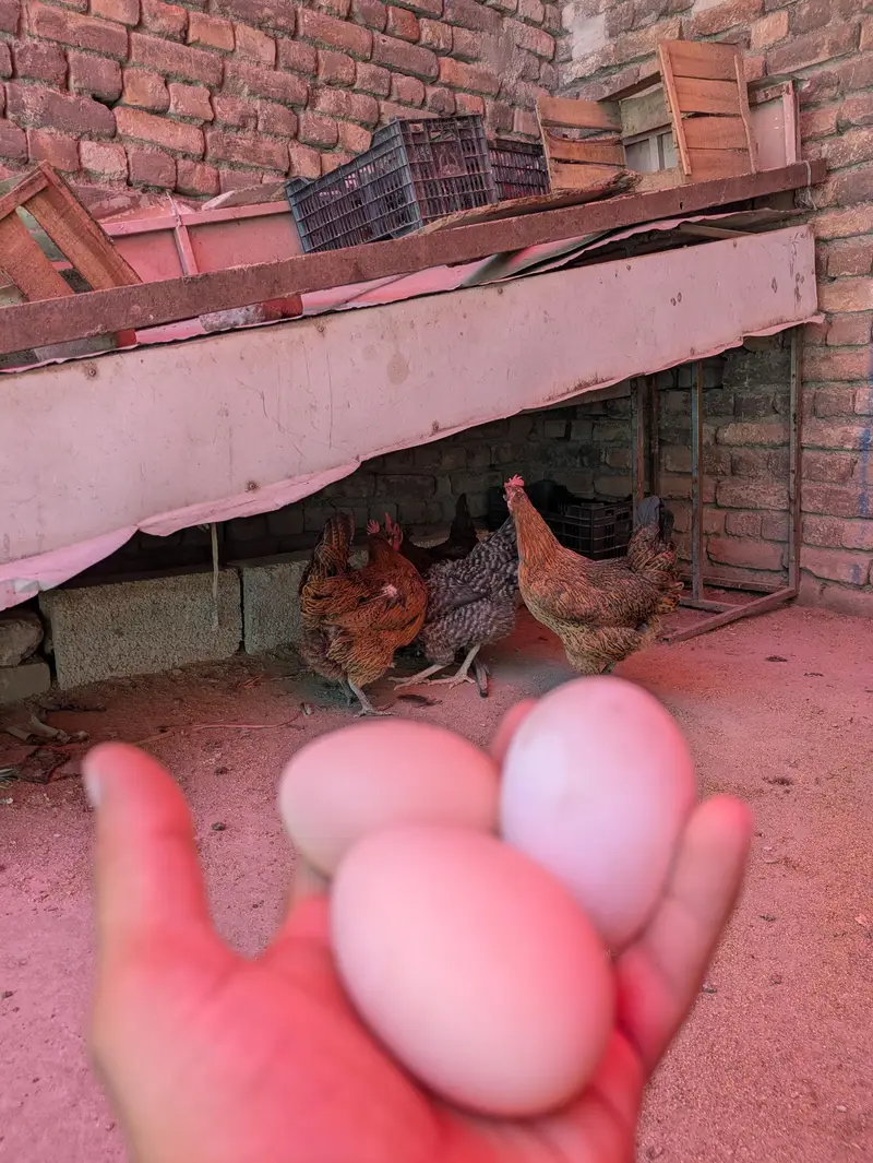 Desi eggs (03444608899) — photo 2