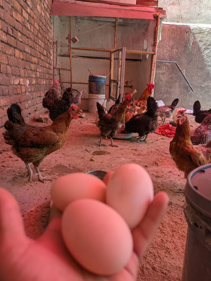 Desi eggs (03444608899) — photo 3