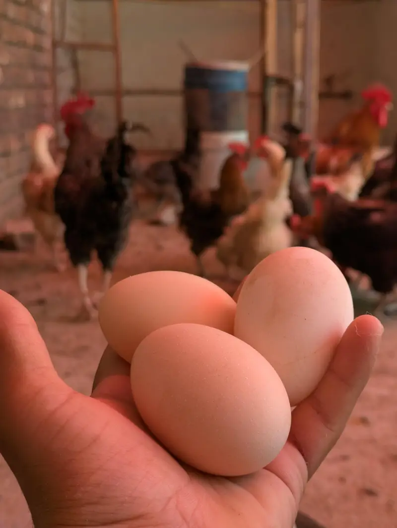 Desi eggs (03444608899) — photo 4