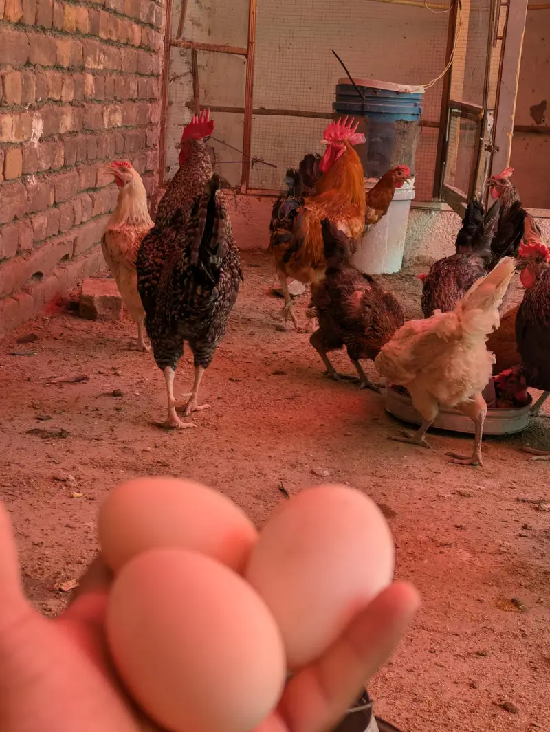 Desi eggs (03444608899) — photo 5