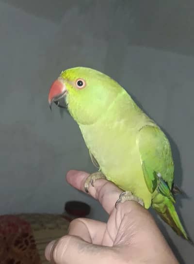 Parrot talking