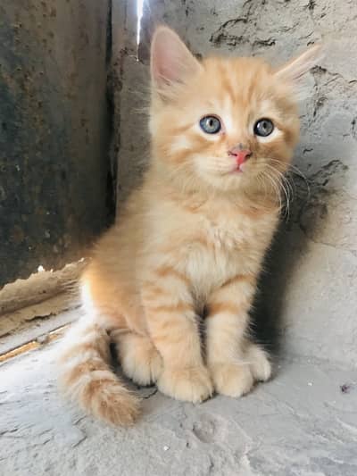 Persion cat baby 7k