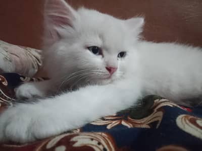 Blue eyes persian kitten.
