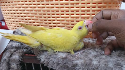 yellow ringneck chicks baby