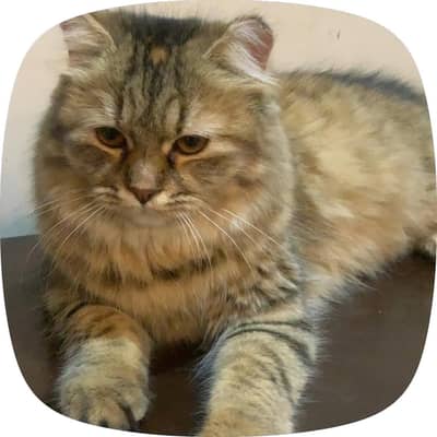 Siberian beautiful cat