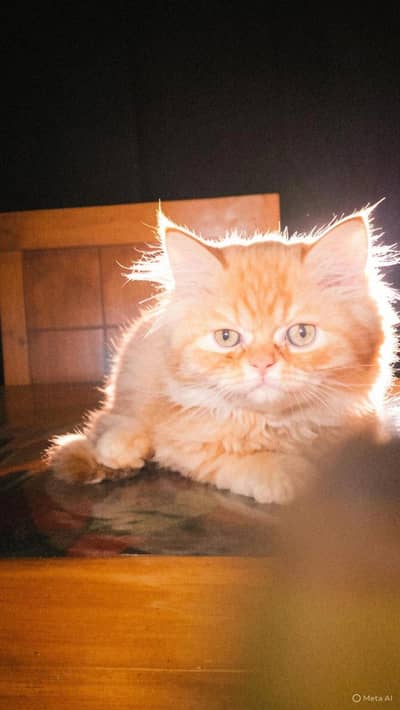 Persian Kittens