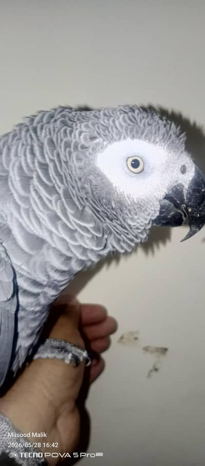 African Gray Tame And Talking