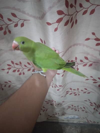 green parrot for sale