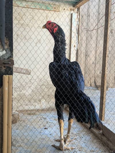 jerman o shamo male available