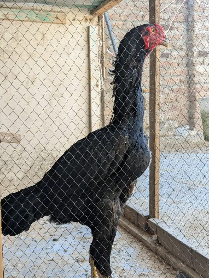 jerman o shamo male available — photo 2