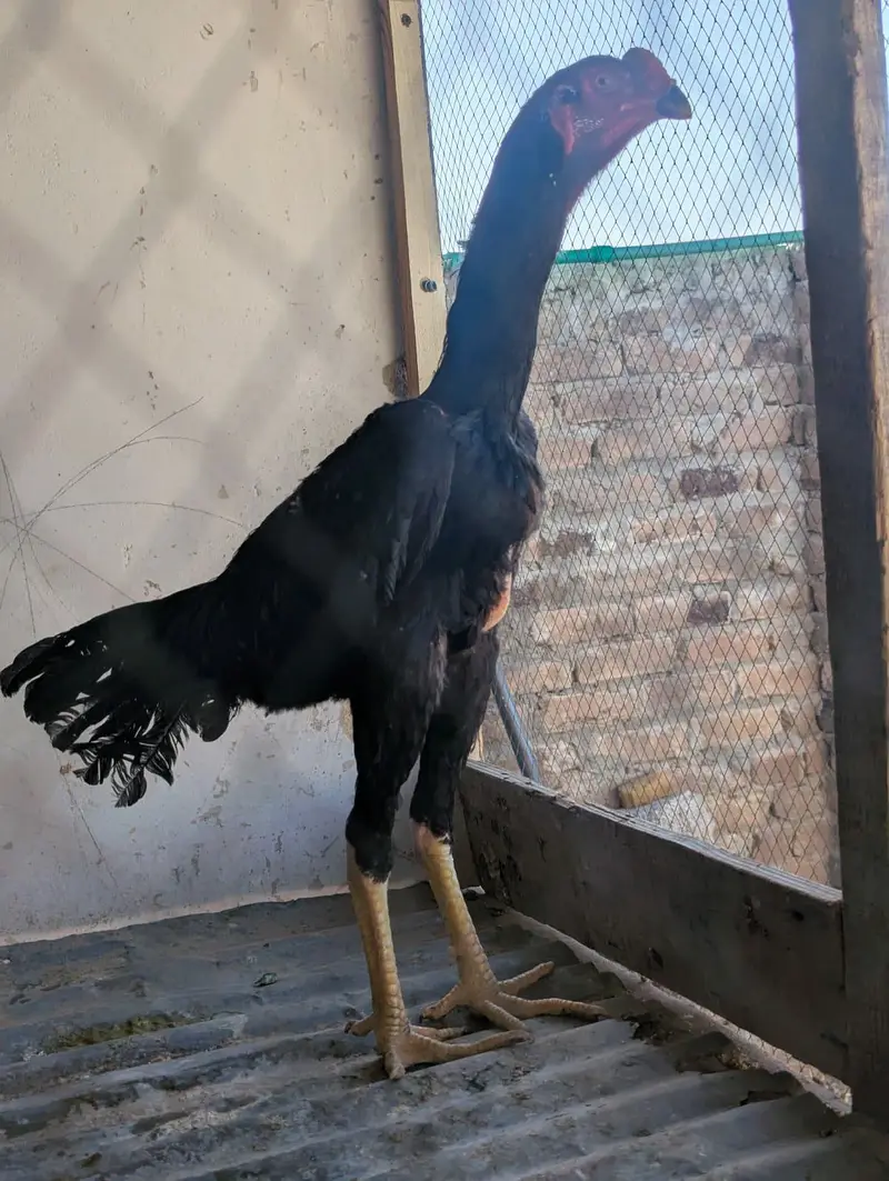 jerman o shamo male available — photo 3