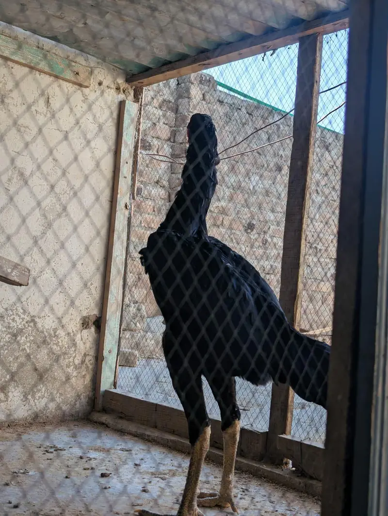jerman o shamo male available — photo 4