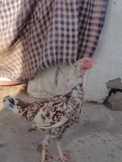 kuruk desi
