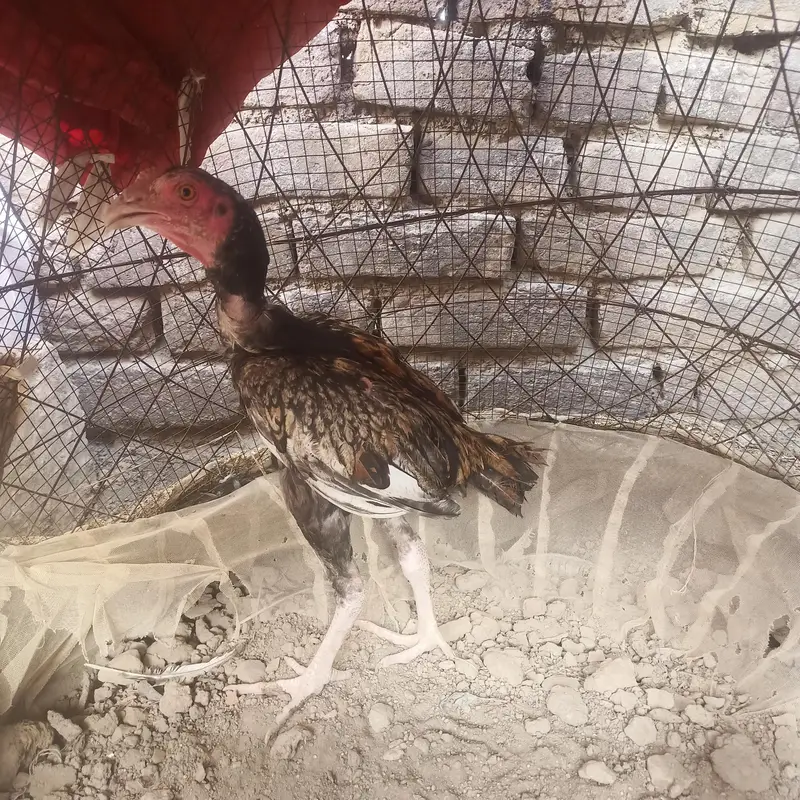 :  Aseel Peela Jawa Murga & Pathay for Sale — photo 3