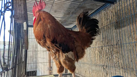 Desi Murgha for Sale
