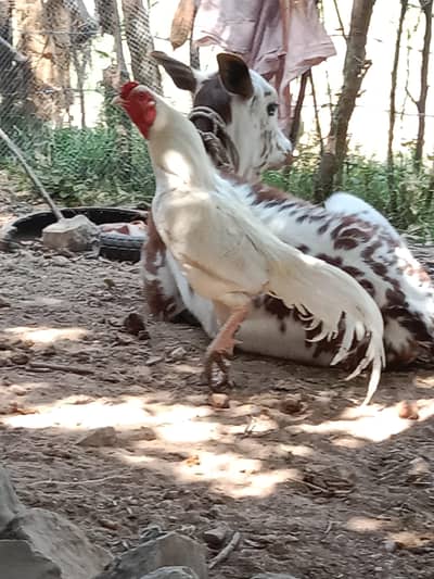 Aseel heera breeder pair white nok,nali